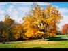 fall again