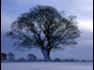 Winter Tree