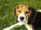 Beagle Puppy