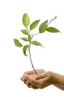 Miracle Grow