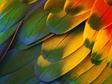 Parrot wing with rainbow feathers