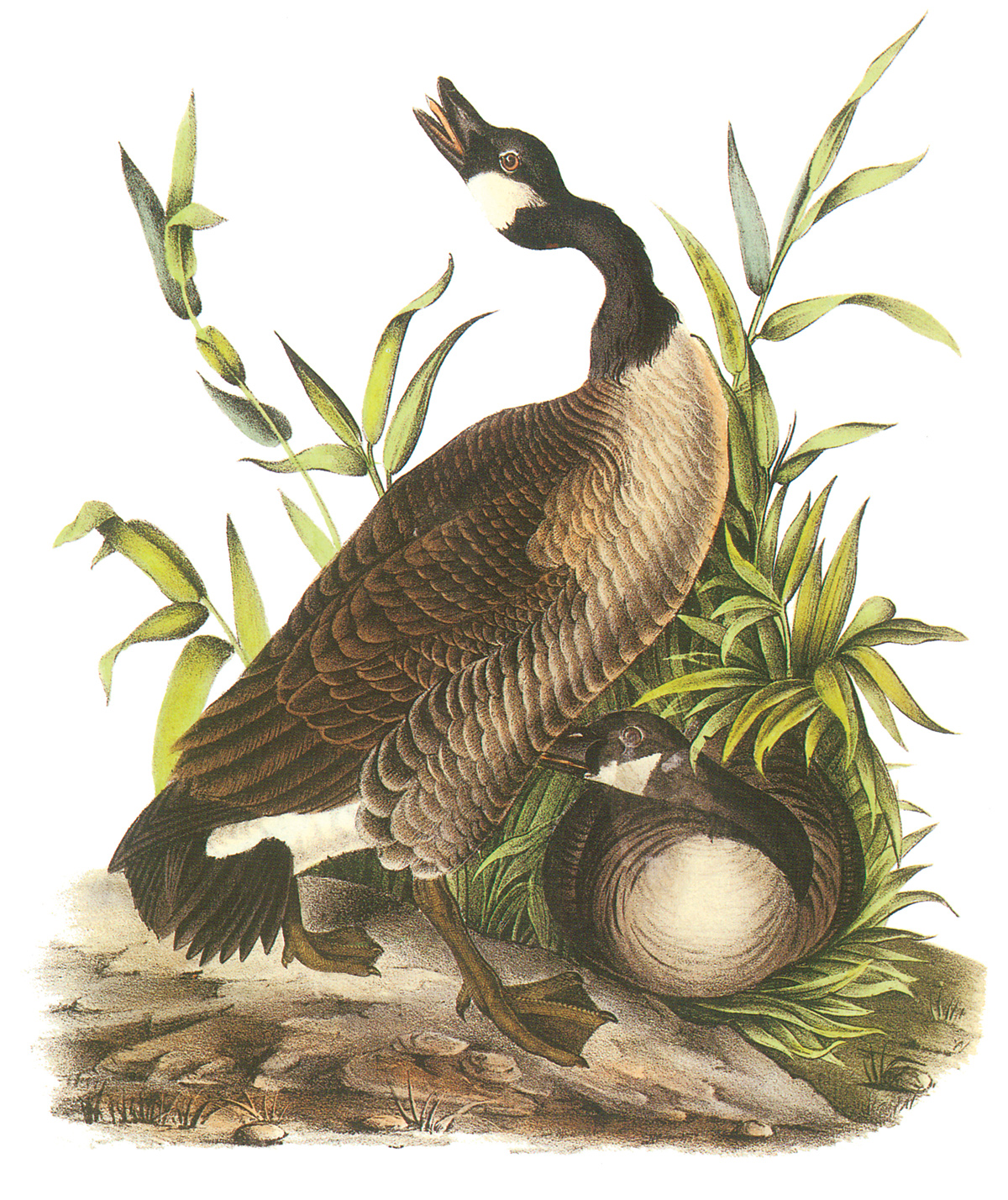 Slide Image