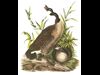 Goose