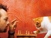 Man playing chess with a Calico cat