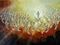 Whom Shall I Fear
