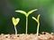 green shoots growing - how to grow