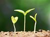 green shoots growing - how to grow