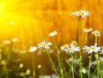 Chamomile flowers