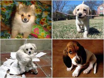 Cute Dog Pictures