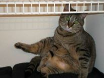 Pets-St. Pepper the Cat
