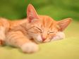 Orange Tabby kitten