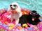 10 Ways to Keep Your Dog Healthy