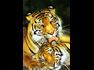 Pet Lovers Group