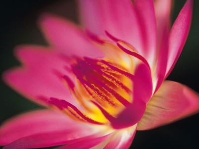 Pink lotus