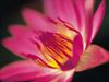 Pink lotus
