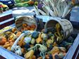 Halloween Gourds