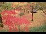 Autumn Trees