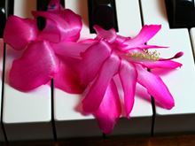 Music to Soothe Your Soul