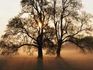 Sun Peeking Through Trees beautiful