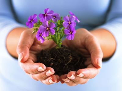 Hand holding purple flowers