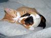 Cute Cat Pictures