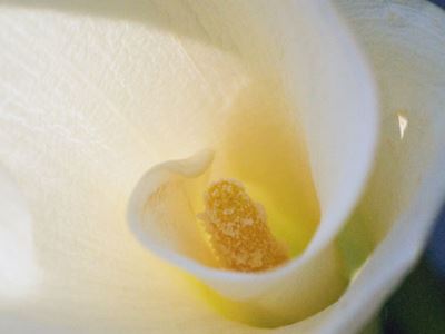 Calla lily