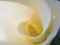 Calla lily