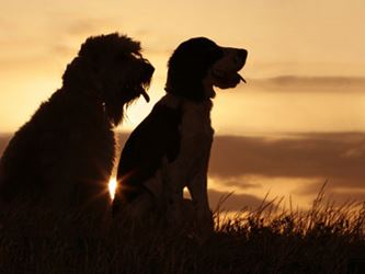 Children and Pet Loss