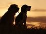 Children and Pet Loss