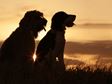 Children and Pet Loss