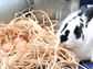 Ostara, Rabbit with Eggs
