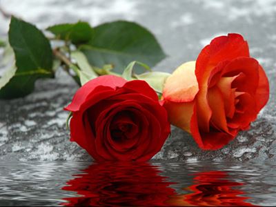 Roses on ice