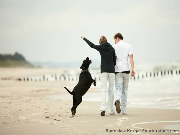 beach dog couple