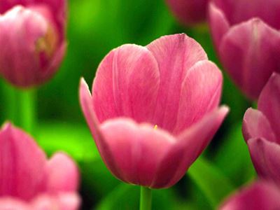 Pink tulips