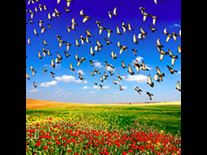 Wayne Dyer's 10 Ways to Go with the Flow