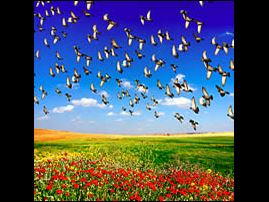 Wayne Dyer's 10 Ways to Go with the Flow