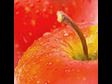 7 seven super foods bible apple