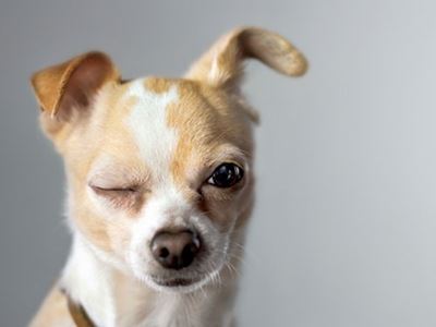 Winking chihuahua