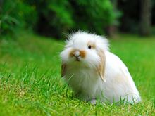 Droopy eared fuzzy bunny