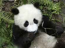 Responsibility Project, animal aid