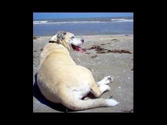 Inspiring Pets Who Have Passed Away