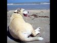 Inspiring Pets Who Have Passed Away