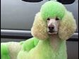 Extreme Poodle Grooming