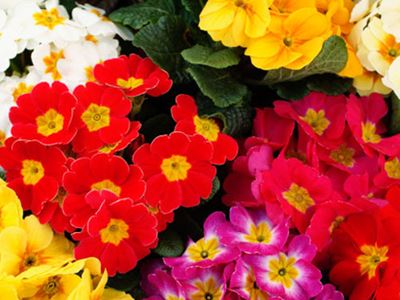Colorful spring flowers
