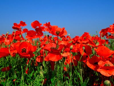 Red poppies in a field