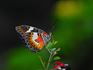 Angels-Doreen Virtue Meditations