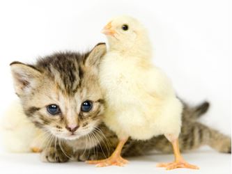 Pet Prayers: Kitten snuggling with baby chick