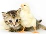 Pet Prayers: Kitten snuggling with baby chick