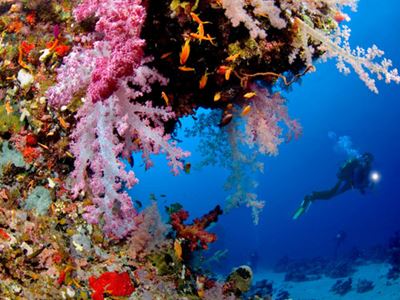 Scuba diver underwater looking at coral reef