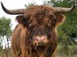 Taurus, the Bull